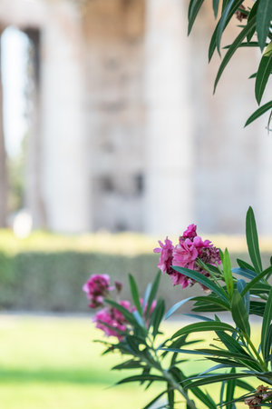 Pink flowers in focus with blurred architectural backgroundの写真素材