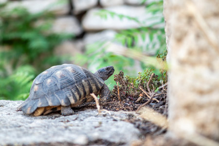 Tortoise walking on a concrete surface in a sunny outdoor setting.の写真素材