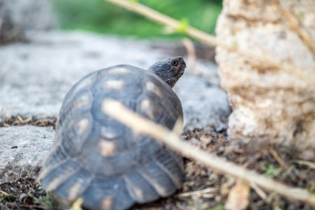 A tortoise crawling on rocky ground with blurred background.