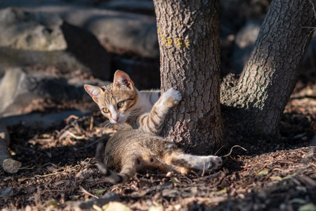 A cat lounging against a tree in a sunlit outdoor setting.の写真素材