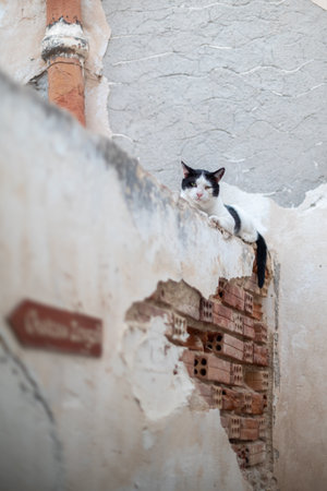 A black and white cat lounging on a rustic, weathered wall.の写真素材