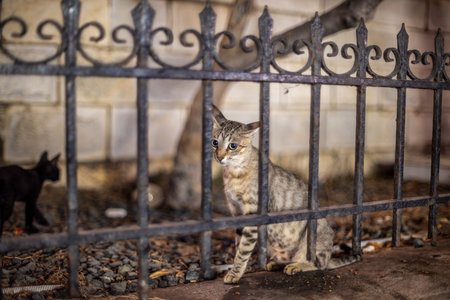 A stray cat sitting behind a decorative iron fence, with a blurred background of a stone wall and another cat in the distance.の写真素材