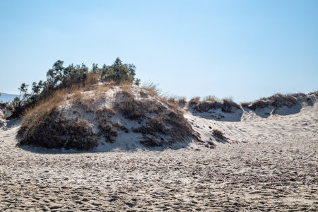 Sandy beach with dunes and sparse vegetation under clear blue sky.の写真素材
