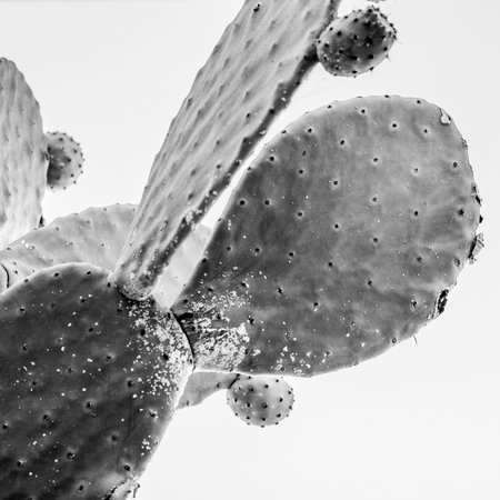 Black and white close-up of a prickly pear cactus with textured pads.の写真素材