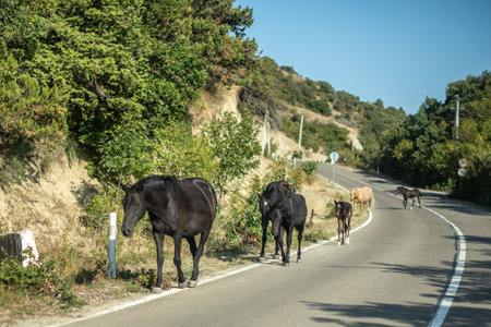 Horses walking on a rural road surrounded by trees and hills.の写真素材