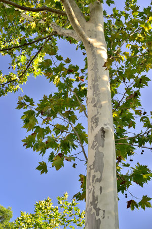 Upward view of a sycamore tree with green leaves against a blue sky.