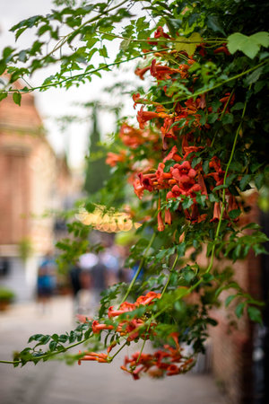 Vibrant orange trumpet flowers hanging over a blurred street scene.の写真素材