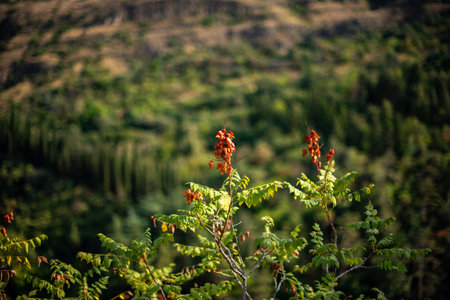 Close-up of sumac plant with red berries against blurred forest background.