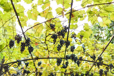 Grapevine with ripe grapes hanging from a trellis in a vineyard.