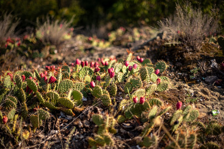 Cacti with red flowers in a dry, rocky landscape.