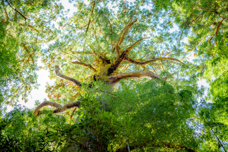Looking up at a tall tree with sprawling branches and green leaves.