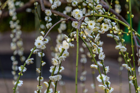 Close-up of white plum blossoms on drooping branches in a garden.