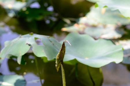 A dragonfly perched on a lotus bud with green leaves in the background.の写真素材