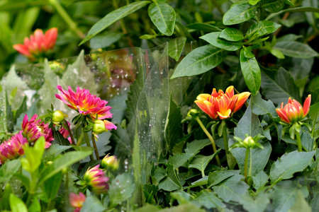 Vibrant pink and orange dahlias surrounded by lush green foliage.の写真素材