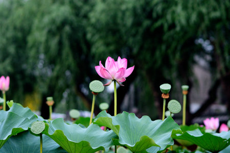 A vibrant pink lotus flower surrounded by green leaves and seed pods.の写真素材