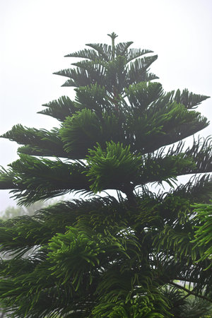 Close-up of a lush green pine tree against a foggy sky.