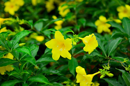 Close-up of vibrant yellow flowers with lush green leaves.