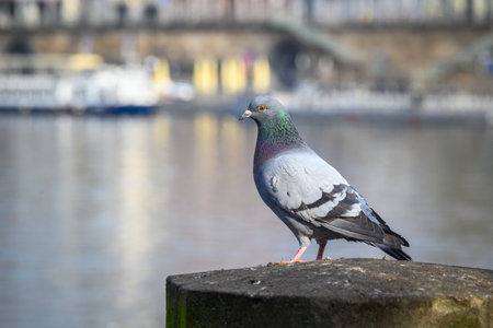 Pigeon perched on a stone ledge by a river with blurred background.の写真素材