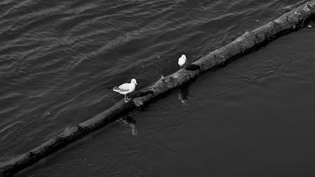 Two seagulls perched on a log in water, black and white