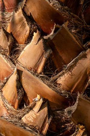 Close-up of textured palm tree bark with sharp, triangular patterns and fibrous detailsの写真素材