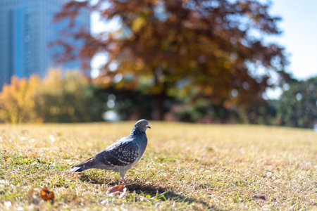 A pigeon standing on grass in a park with autumn foliage.の写真素材