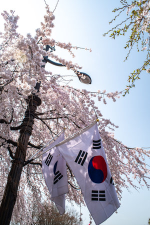 South Korean flags under cherry blossoms on a sunny day.の写真素材