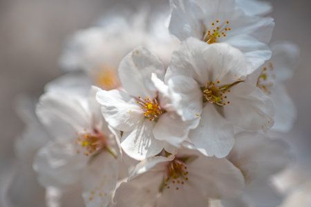 Close-up of white cherry blossoms with soft focus background.の写真素材