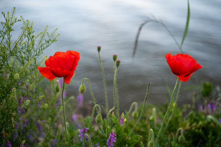 Two vibrant red poppies in a natural setting by a calm body of water.の写真素材