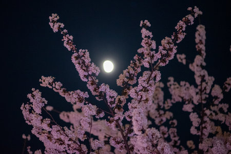 Cherry blossoms at night with a full moon in the background.の写真素材