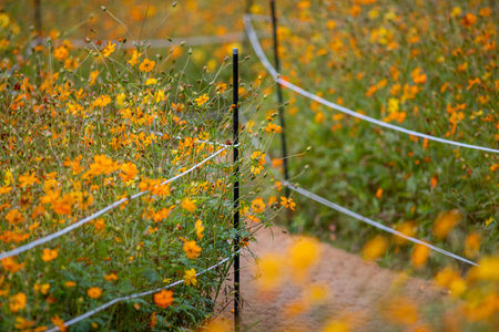 Winding dirt path through a wildflower meadow with orange blooms and rope fence, shallow depth of...