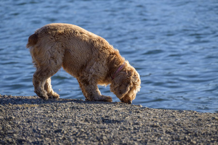 Small fluffy dog sniffing ground on a gravel shore beside calm blue water in warm sunlight, outdoor...