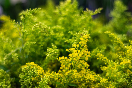 Soft-focus close-up of yellow wildflowers and green foliage with bokeh background, natural spring meadow texture, bright sunny light.の写真素材