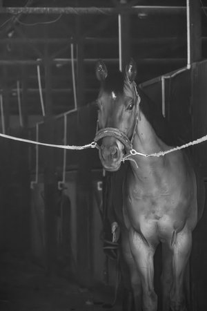 Racehorse standing tied in a dim stable aisle, with halter and cross-ties, black-and-white equestrian portraitの写真素材