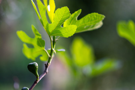 Close-up of young fig tree branch with fresh green leaves and budding fruit, sunlit with soft bokeh...