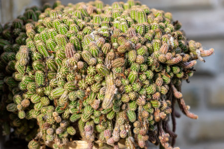 Close-up of a dense cluster of small green cactus pups with ribbed, spiny texture and a few dried brown offsets, shallow depth of field, natural light.の写真素材