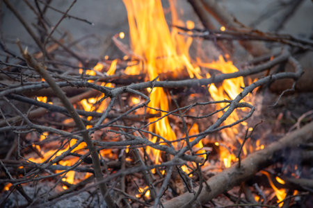 Close-up of a campfire burning dry branches and twigs outdoors, bright orange flames and glowing...