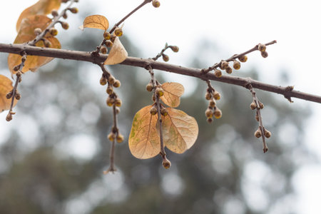 Close-up of bare tree branch with small buds and a few dried autumn leaves against soft blurred...