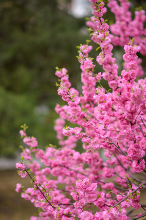 Close-up of vibrant pink flowering branches in spring with soft green bokeh background, shallow...