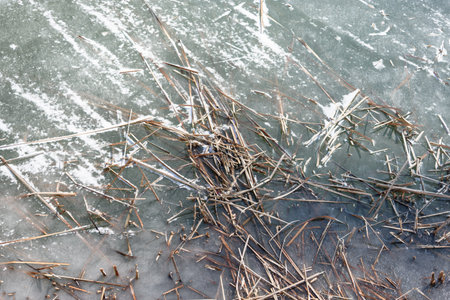 Frozen pond surface with scattered dry reeds and twigs under thin ice, natural winter texture...