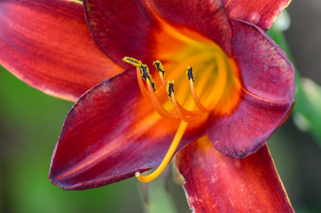 Close-up macro of a red daylily flower with orange-yellow throat and prominent stamens, shallow depth of field and soft green background.の写真素材