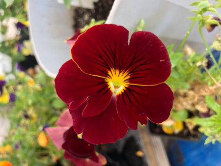 Beautiful red flowerの写真素材