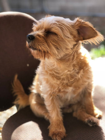Norfolk terrier smelling the airの写真素材