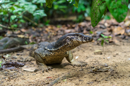 Wild varan came out of the jungle to pose on cameraの写真素材