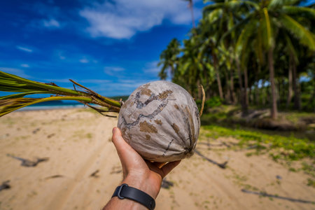 Old dried coconut on the beach background with palm treesの写真素材