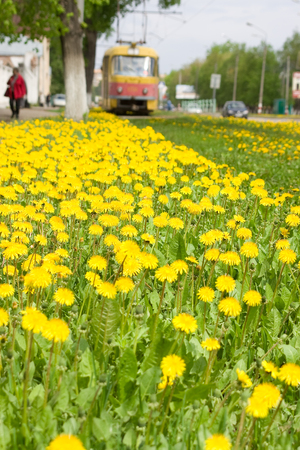 Yellow dandelions in the city, a tram in the background. sunny dayの写真素材
