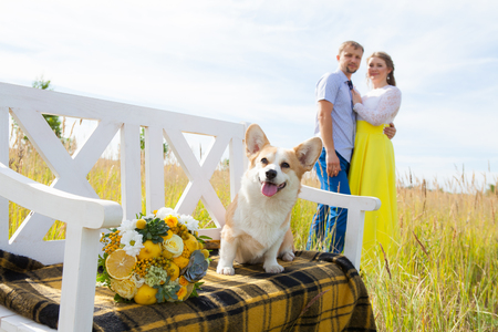 A Welsh Corgi breed dog sits on a white bench with the hosts in the background. Man and woman huggingの写真素材