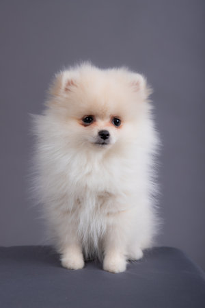 portrait of a white Spitz puppy. dog sits in a photo studio.の写真素材