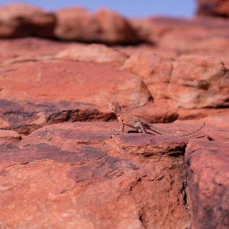 Ring-tailed or ring-tailed bicycle-dragon lizard on the rock at sunny day in Australia, Rim walk,の写真素材