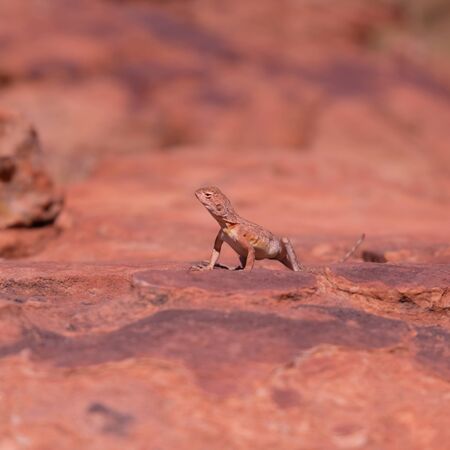 Ring-tailed or ring-tailed bicycle-dragon lizard on the rock at sunny day in Australia, Rim walk,の写真素材