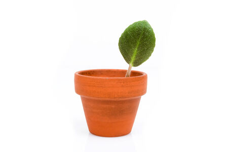 Green plant in a small ceramic pot isolated on white backgroundの写真素材